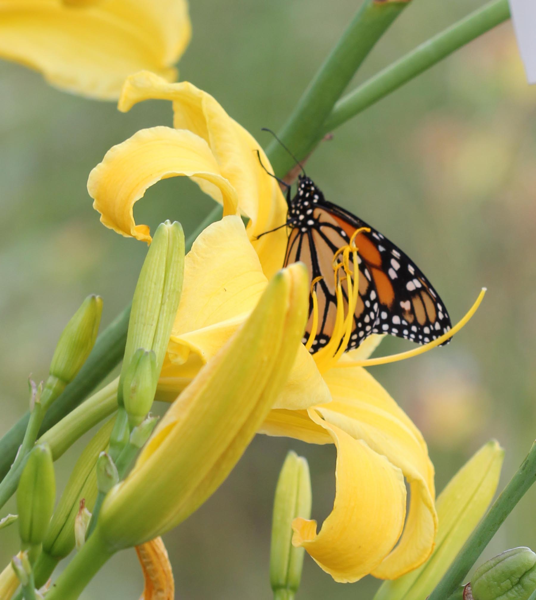 Monarch Butterfly